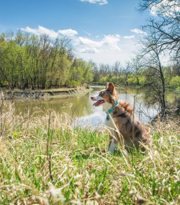 Dog-friendly spots to check out in Fargo-Moorhead