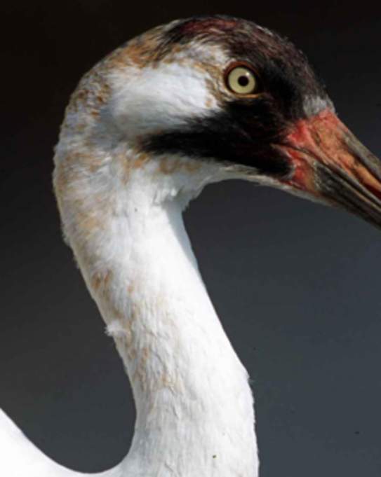 Whooping Crane