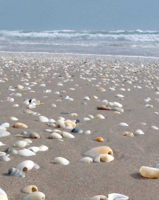 Seashells on the beach