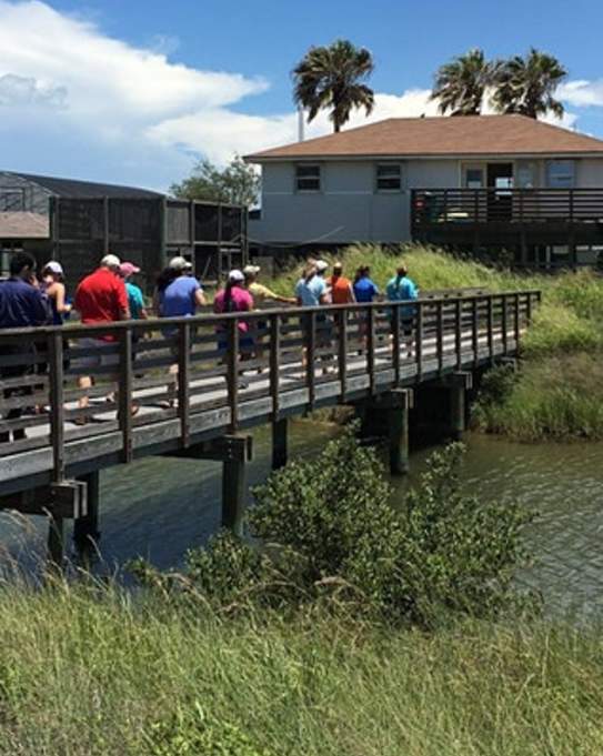 Guided Wetland Walks