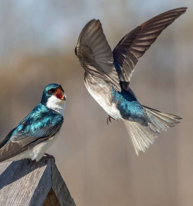 Two birds