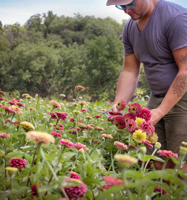 Man picks fresh flowers in field