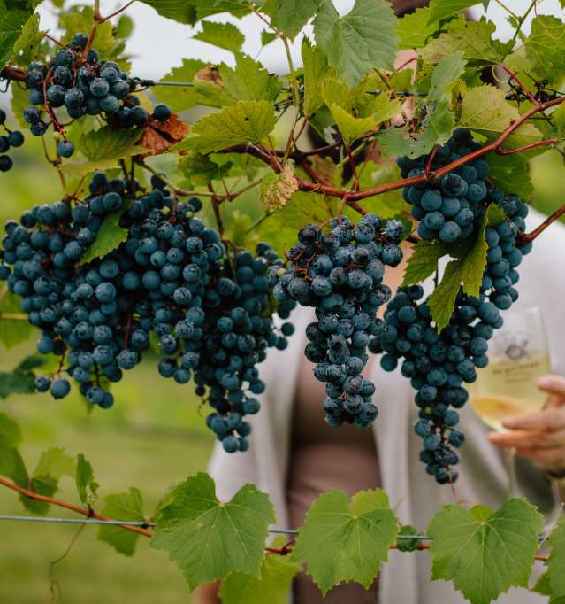 Woman at Fergedaboutit Vineyard