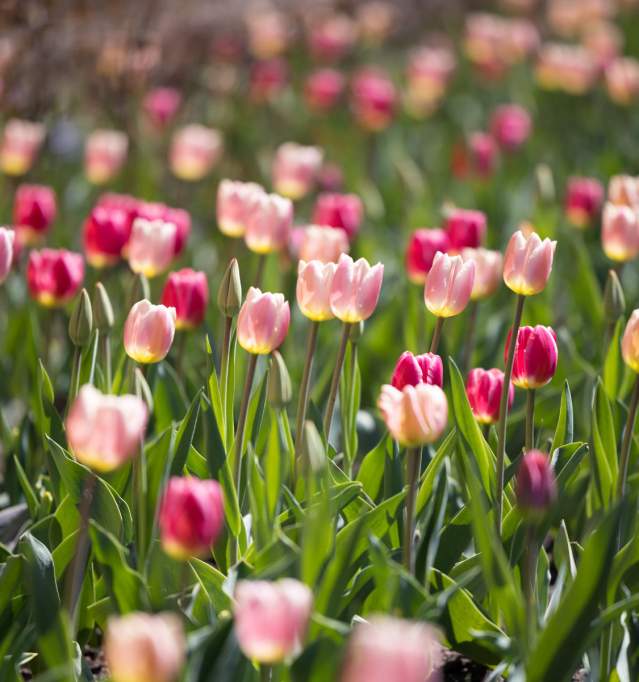 Free Admission at the Paine Art Center & Gardens on Mother's Day