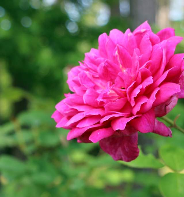 Celebrate Mother's Day in Shreveport-Bossier, LA