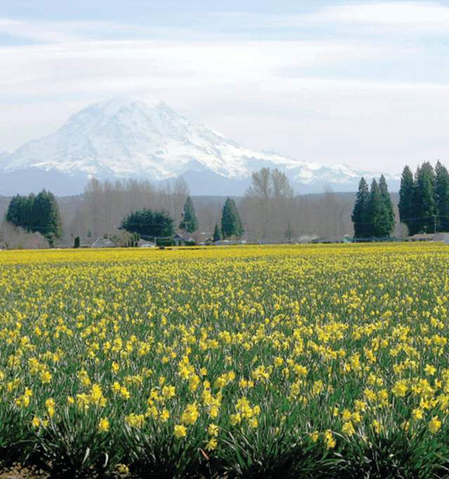 Puyallup Valley daffodils