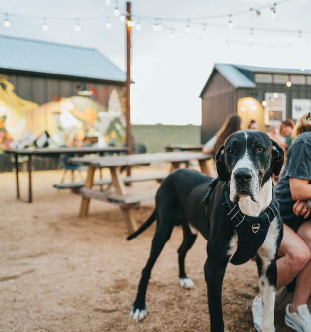 Outdoor Brewery with dog