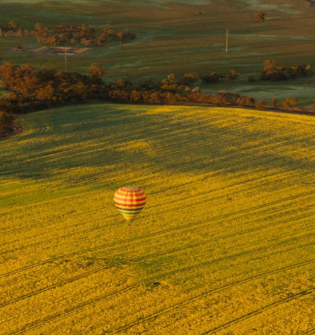Hot Air Balloon over canola fields in Northam