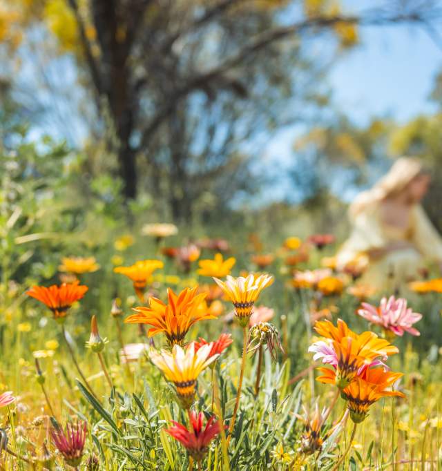 Wildflowers in Toodyay, Avon Valley