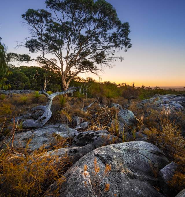 Eucalyptus Wandoo in Kalamunda, Perth Hills