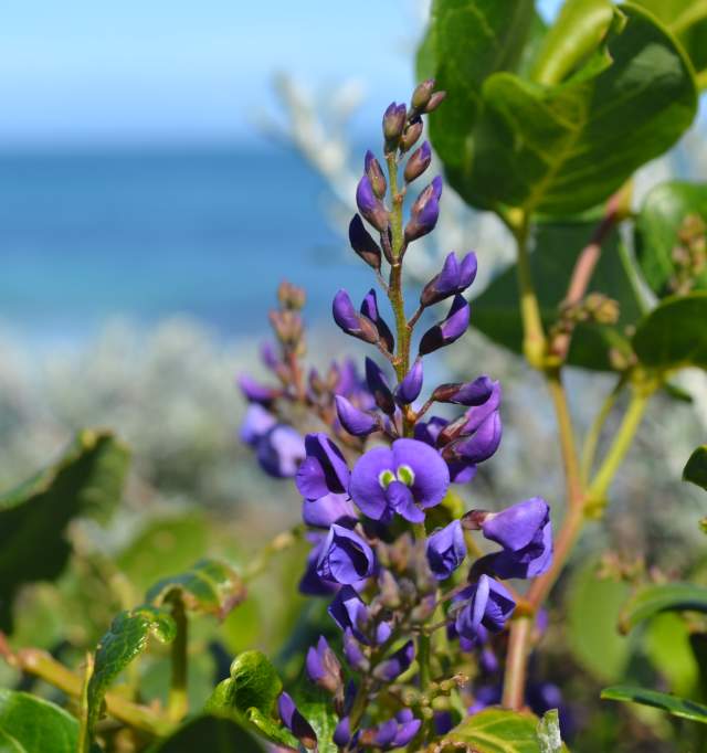 Iluka Foreshore Reserve