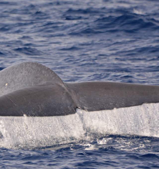 Blue Whale Watching