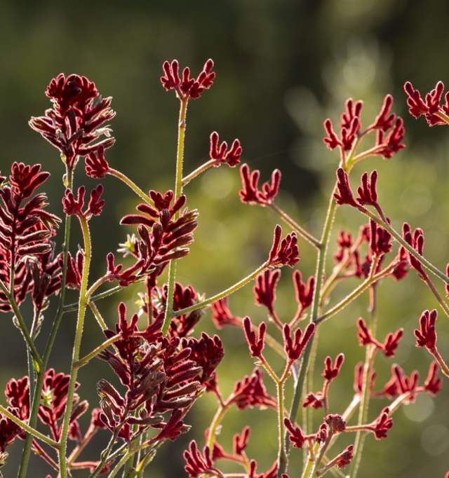 Red Kangaroo Paw Wildflowers Cockburn