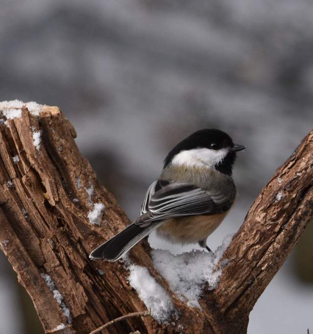 Chickadee