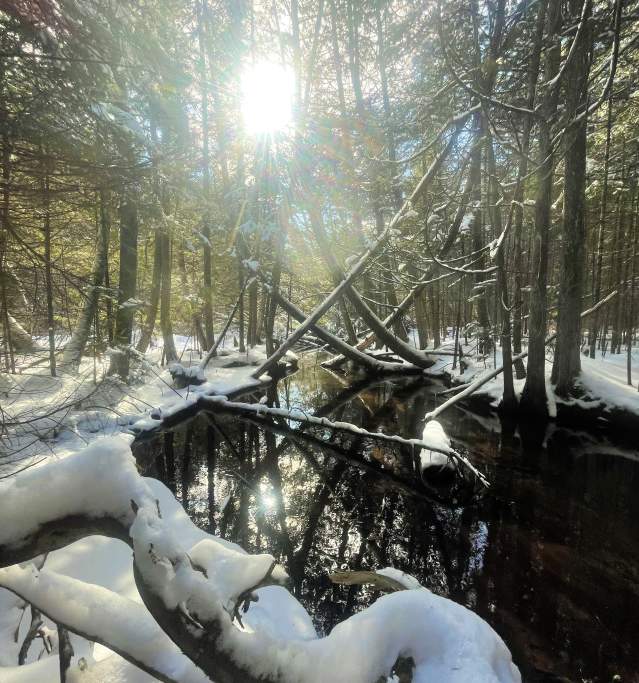 Hartwick Pines River 2022