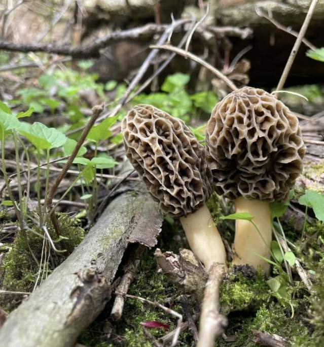 Morel Mushrooms
