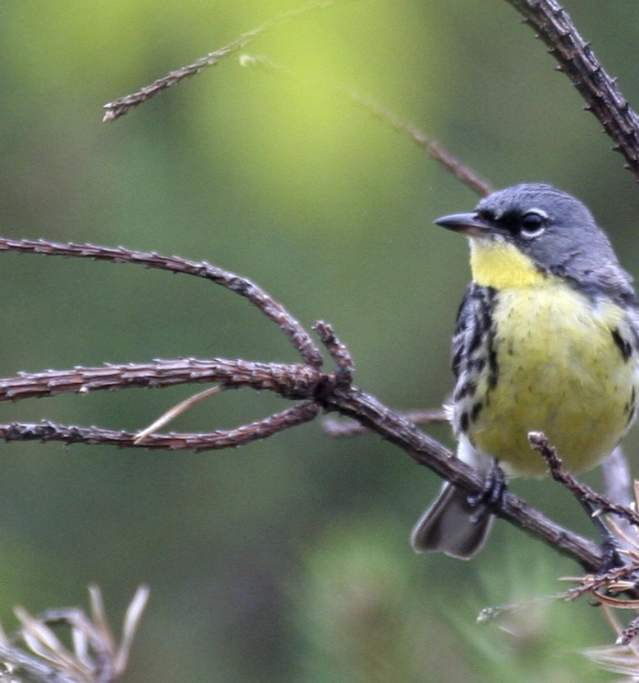 Kirtland Warbler