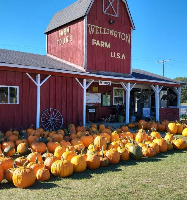 Pumpkins At Wellington Farm