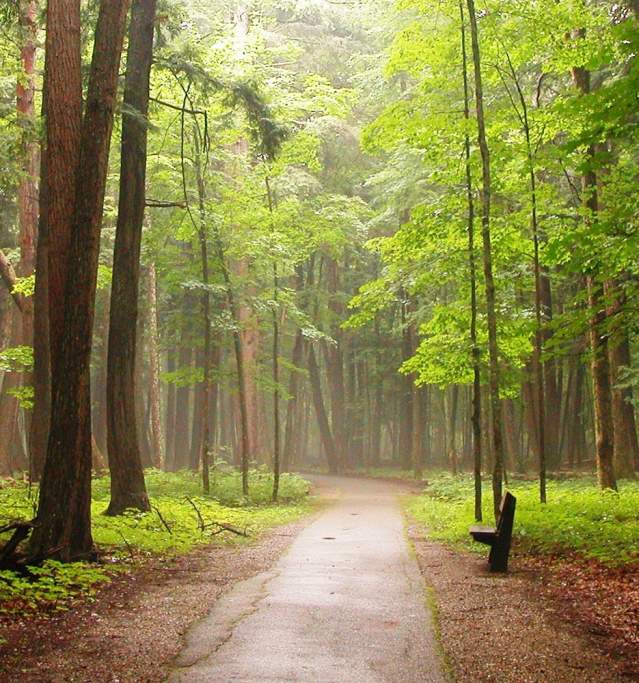 Hartwick Pines State Park