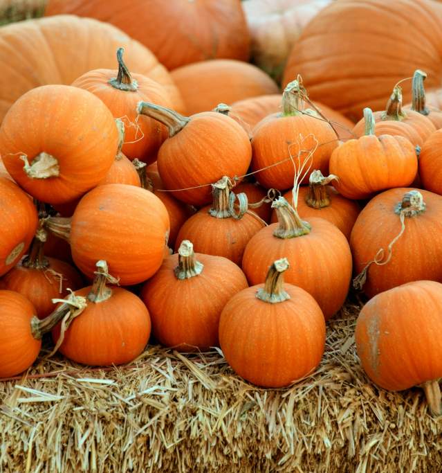 October pumpkins