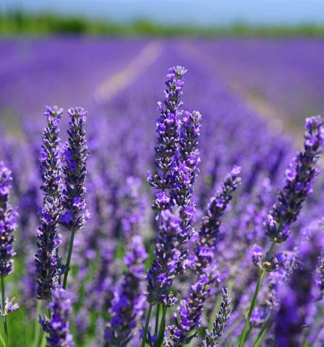 Lavender Field