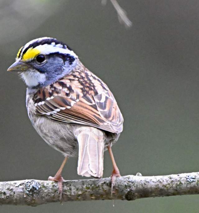White Throated Sparrow by Cliff Hodge