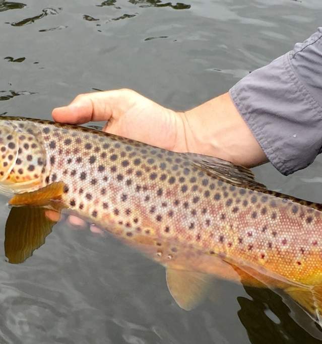 Fly Fishing