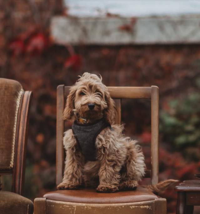2 dogs sitting on chairs next to a table with a box of treats