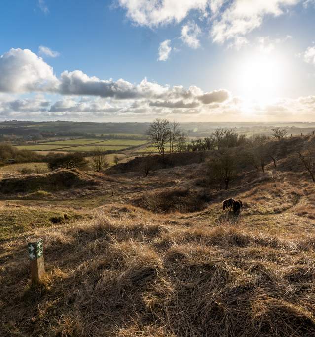 a sunset landscape with blue skies and fields and sheep in foreground