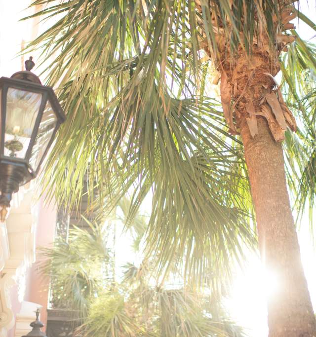 Charleston Streetscape with lamp and tree