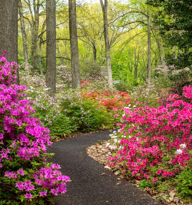Jenkins Arboretum and Gardens