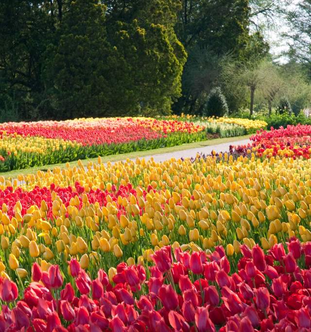 Spring Blooms