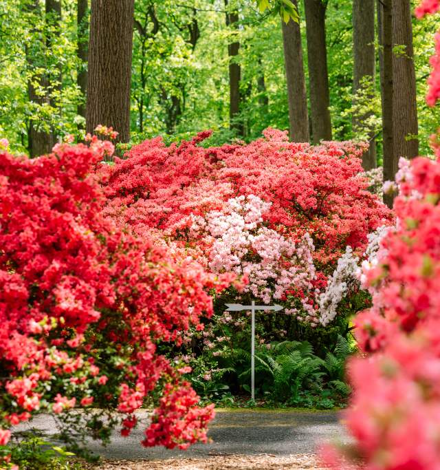 Winterthur Azaleas