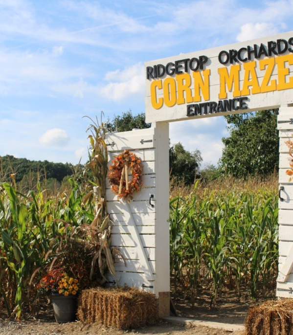 Corn Maze at Ridgetop Orchards