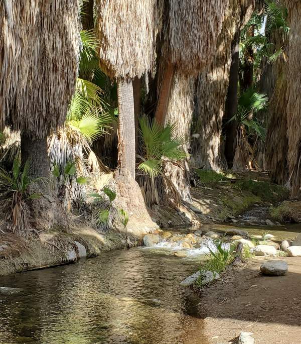 Andreas Canyon Hike: Complete Guide to the Lush Oasis in Indian Canyons