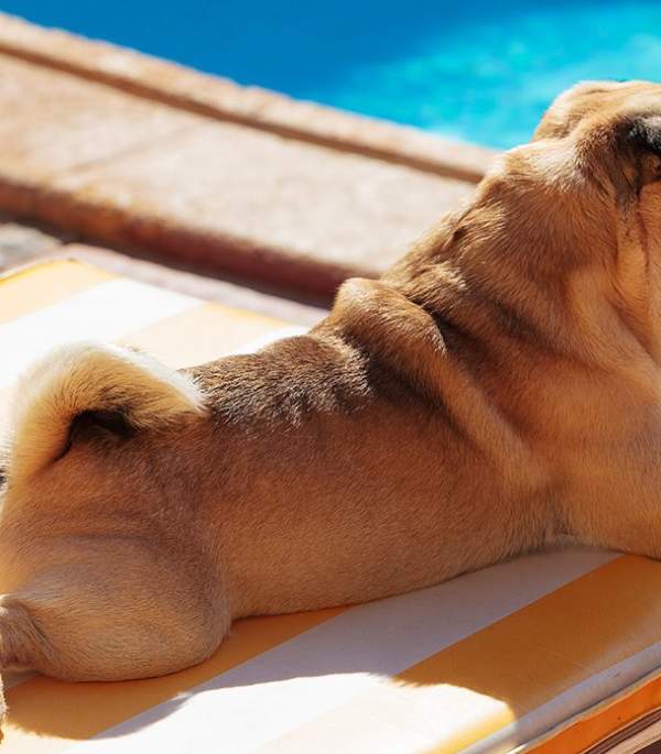 Pawsitively Palm Springs 🐾: A Dog-Friendly Guide to Wagging Good Time