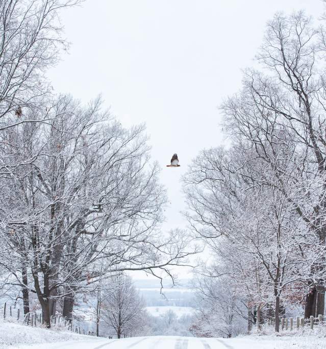 Bird Flying Winter Road