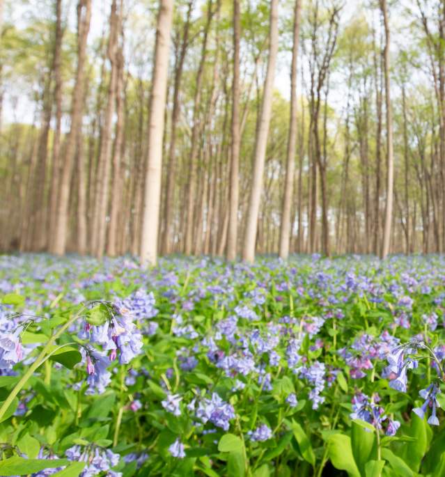 Field of bluebells surrounded by trees