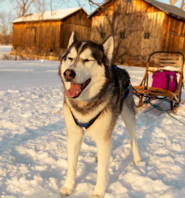 Husky dog standing in snow