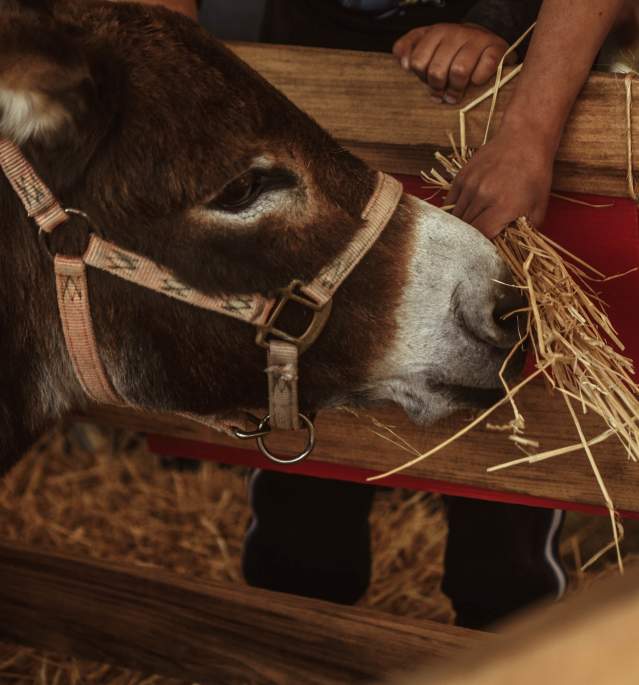 Donkey eating straw from person's hand