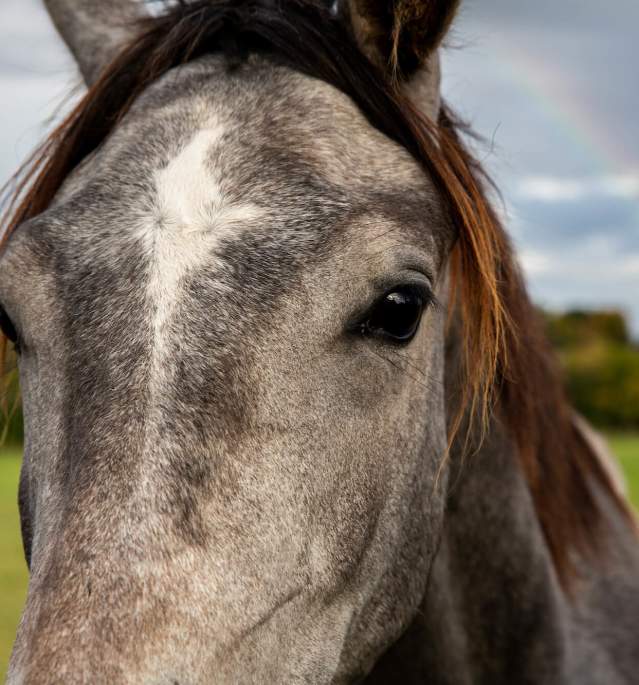 Horse in front of rainbow in sky
