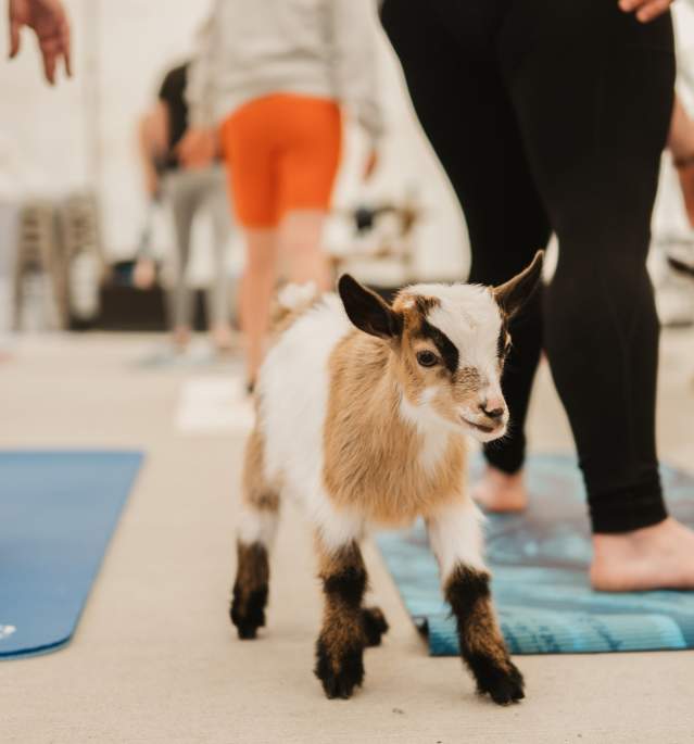 Goat Yoga