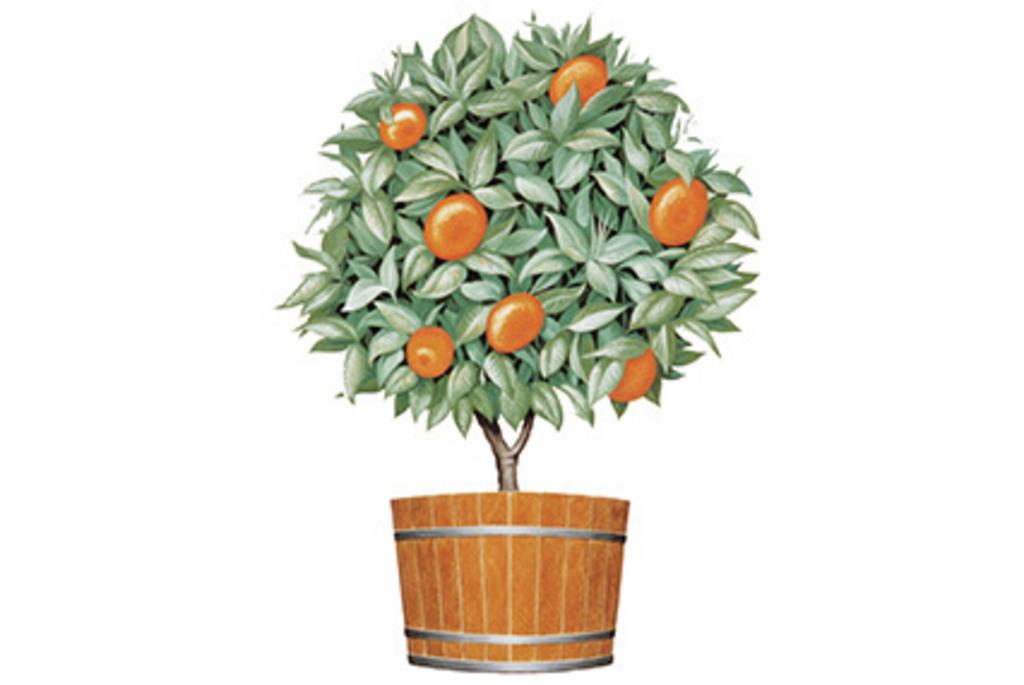 Orange Tree Imports