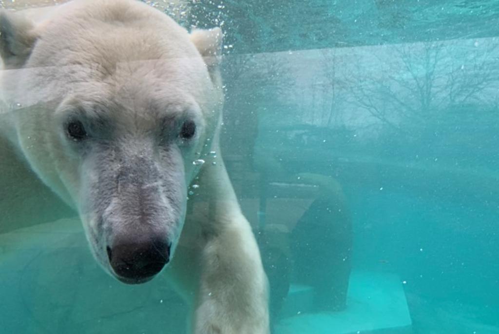 Henry Vilas Zoo Family Camp | Madison, WI