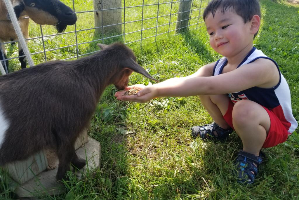 Goat Fun