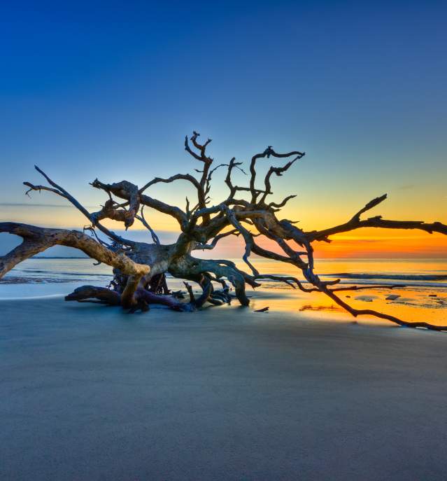 Driftwood Beach