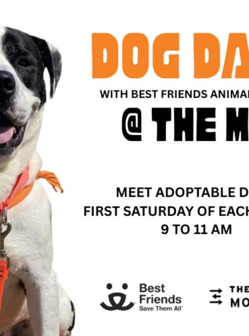 Dog Days at The Momentary