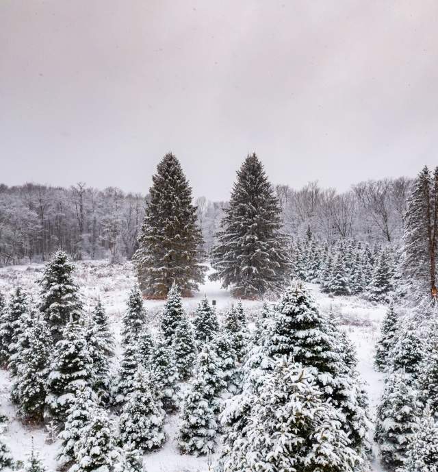 Pine trees on an open field covered in snow on a gloomy day