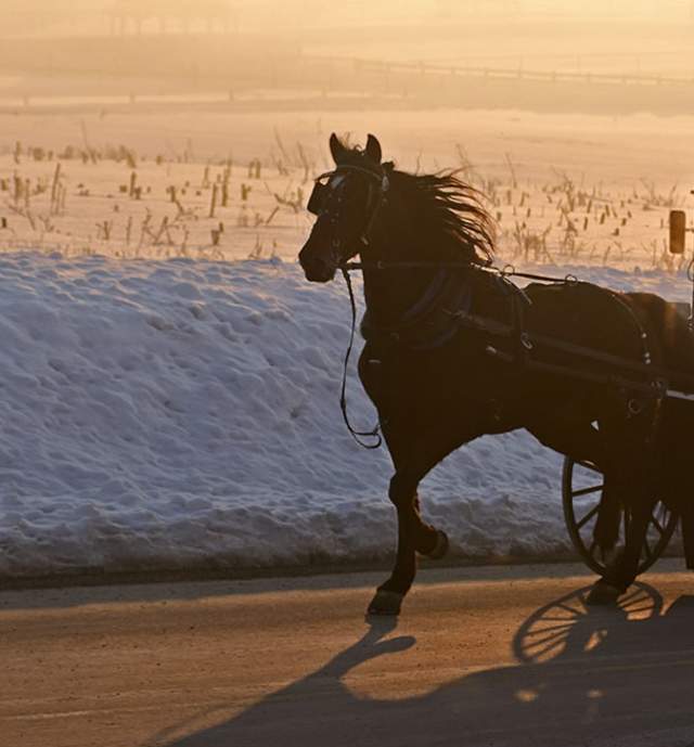 A silhouette of a horse drawn carriage with snow on the ground in the background