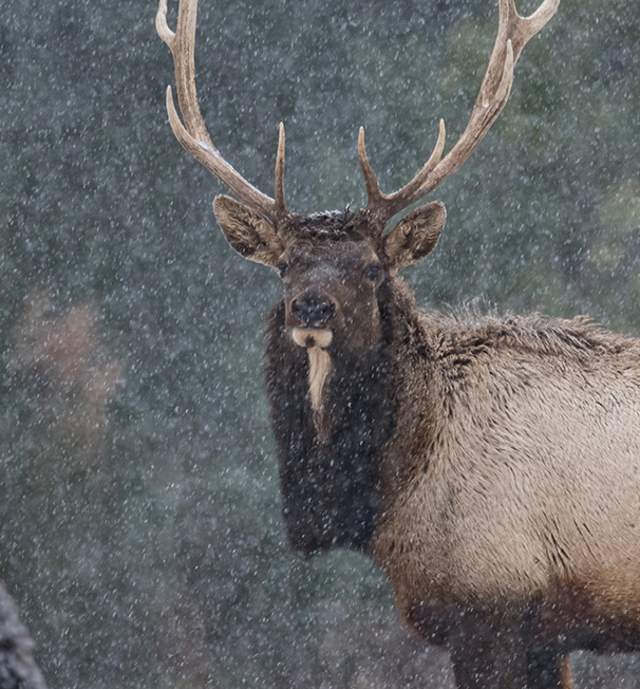 Two elk one looking at the camera and one eating on the ground in the snow
